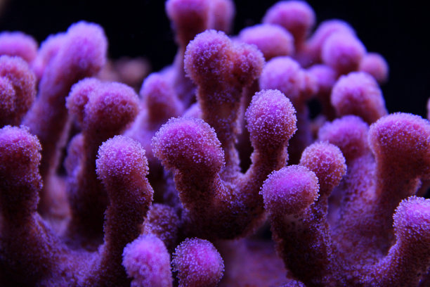 角珊瑚