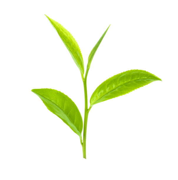 绿茶茶叶