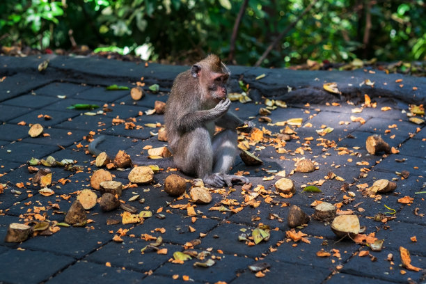 monkey-nut