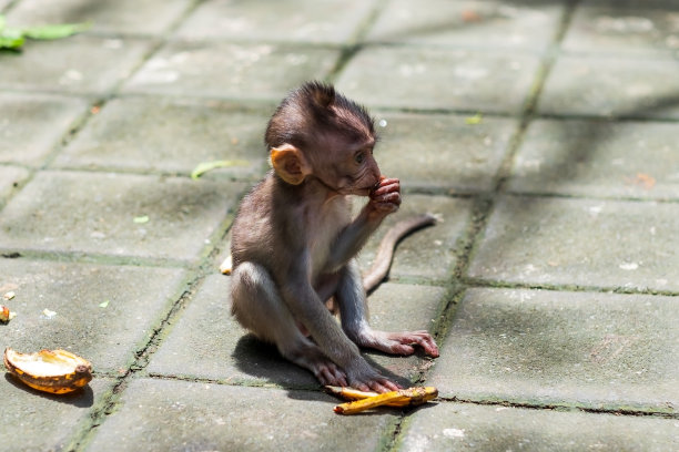 monkey-nut