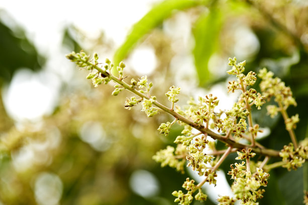 香芒果