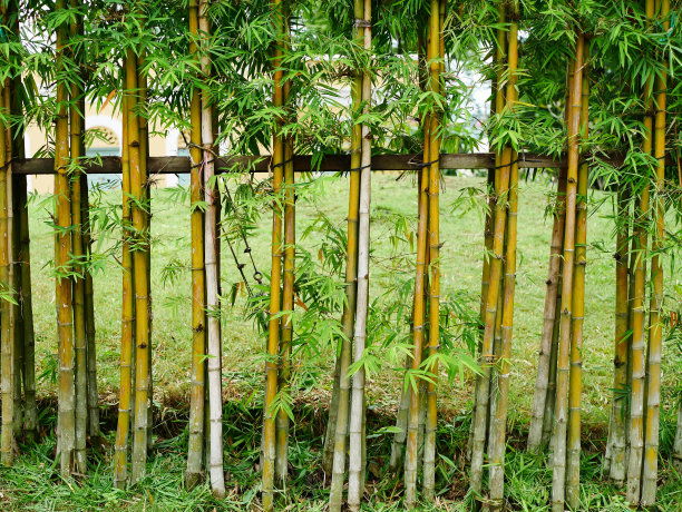 绿竹林竹林围栏