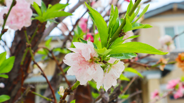 多色桃花