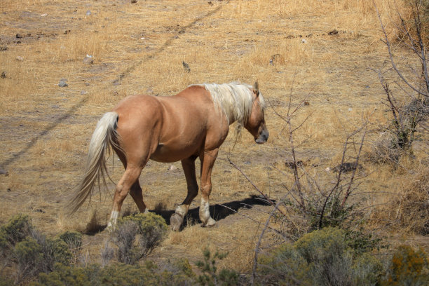 mustang