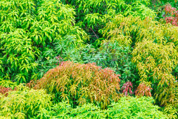 芒果森林