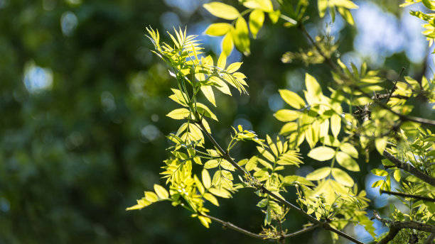 枝头洋槐花