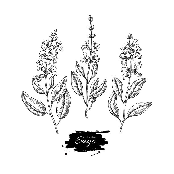 salvia