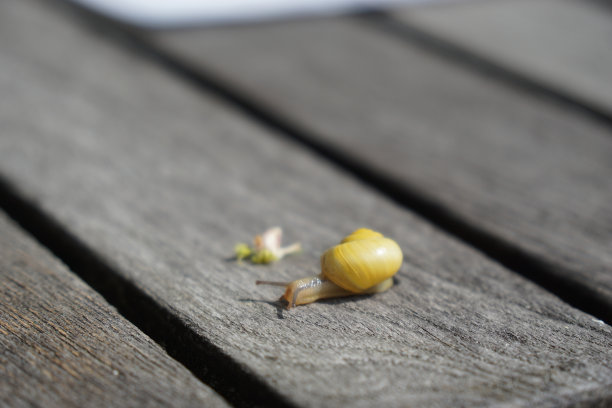 食用蜗牛