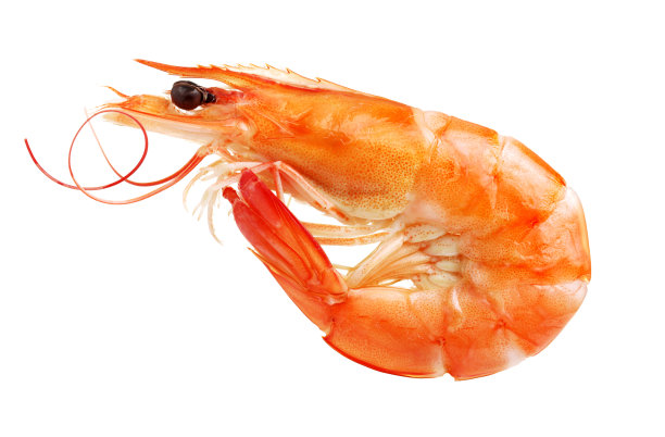 shrimps
