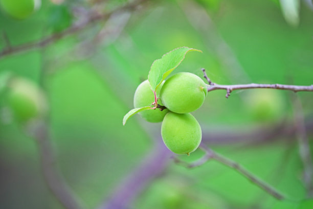 梅子青梅