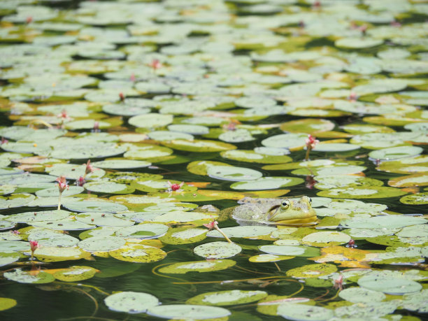 荷叶荷叶背景荷叶广告
