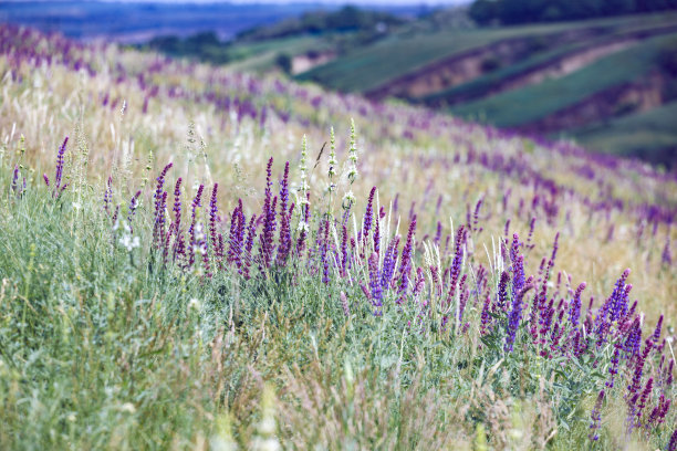 salvia