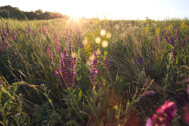salvia