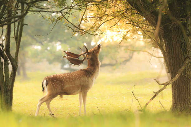 deer