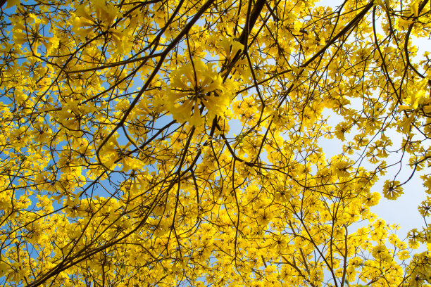 forsythia