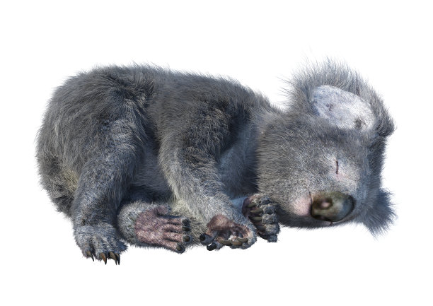 koala
