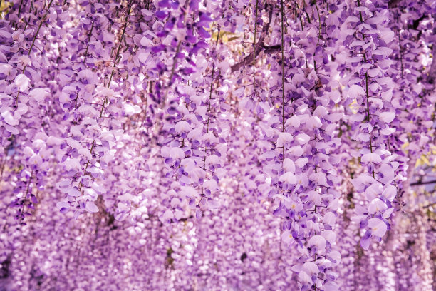 春天的紫色槐花