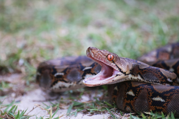 boa
