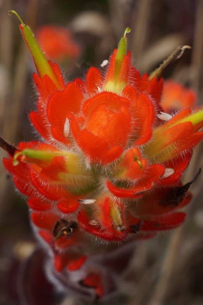 hawkweed