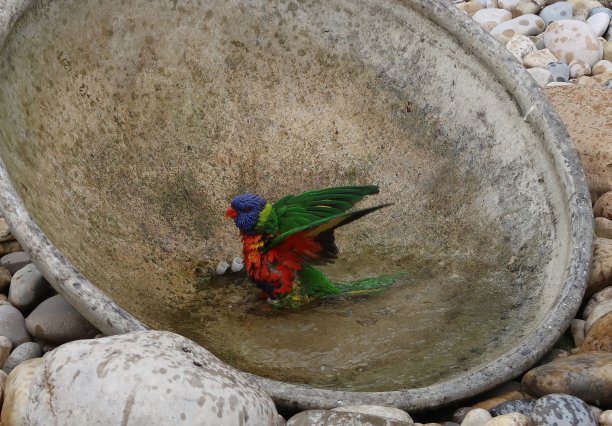 lorikeet