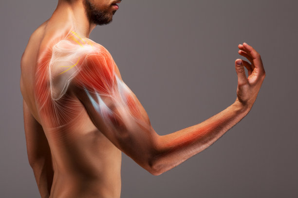 shoulder