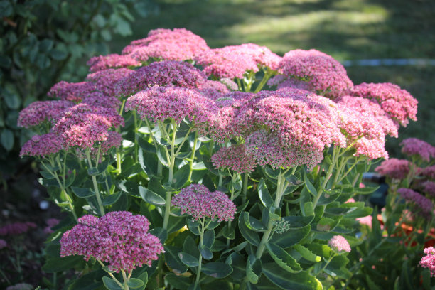 sedum