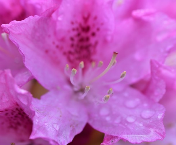 雨天蓝莓园