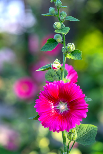 stockrose