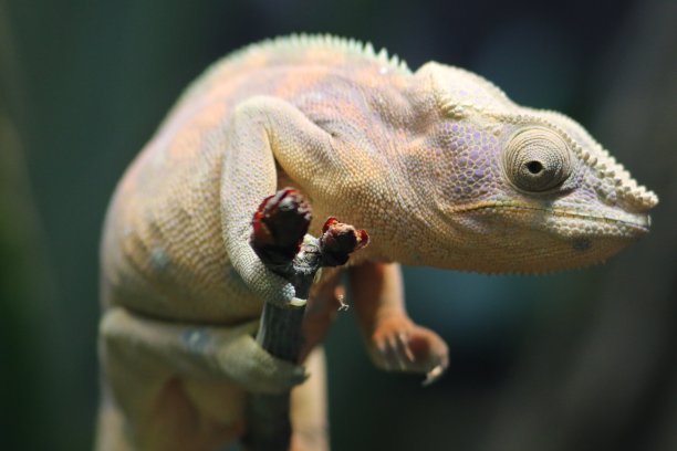 chamaeleon
