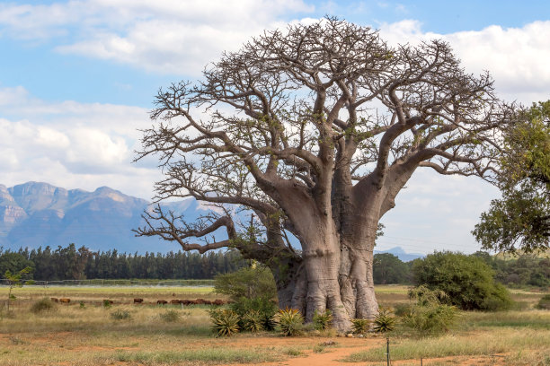 baobab