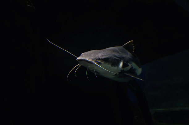 catfish