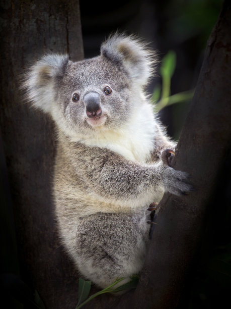koala
