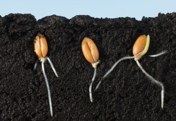 seed