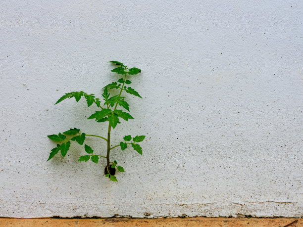 fragile