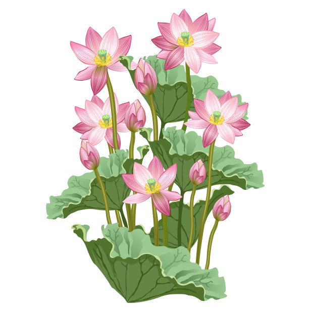 lotus