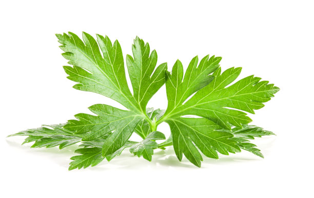 mugwort
