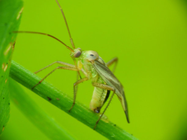 一只螳螂栖息植物