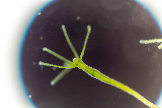cnidaria