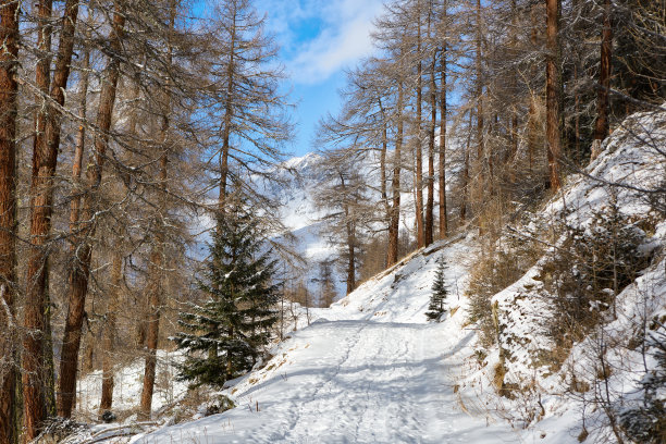 guarda