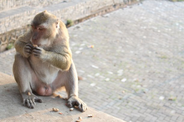 monkey-nut