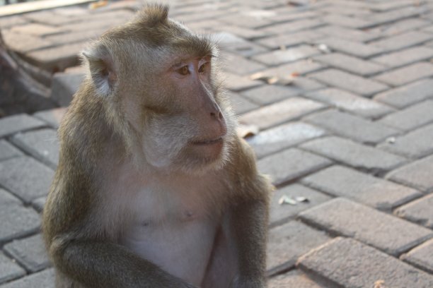 monkey-nut