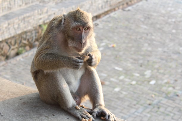 monkey-nut
