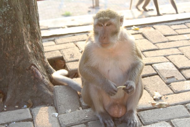 monkey-nut
