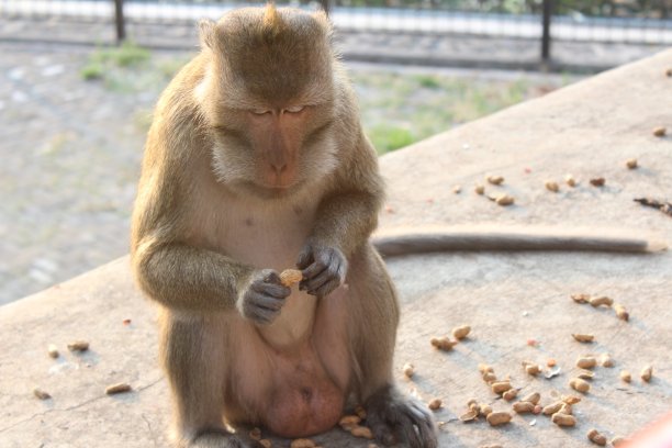 monkey-nut