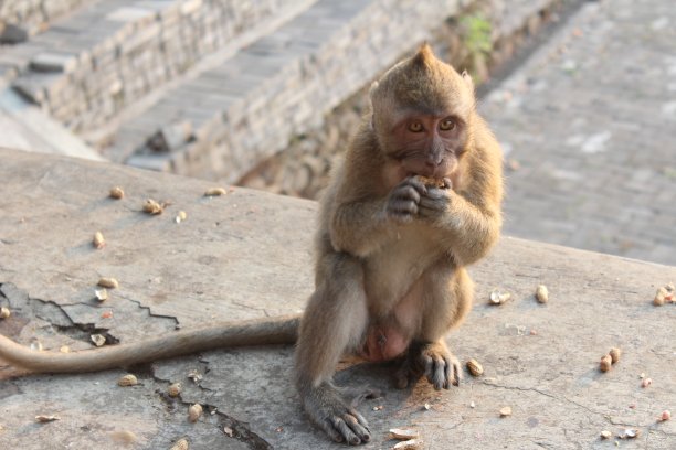 monkey-nut