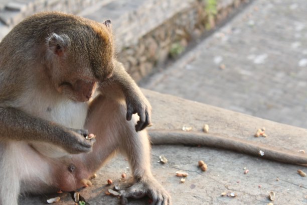 monkey-nut