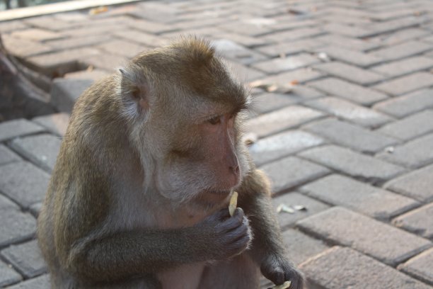 monkey-nut