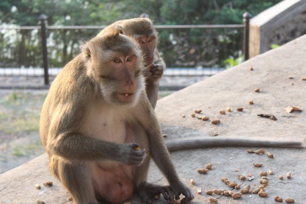 monkey-nut