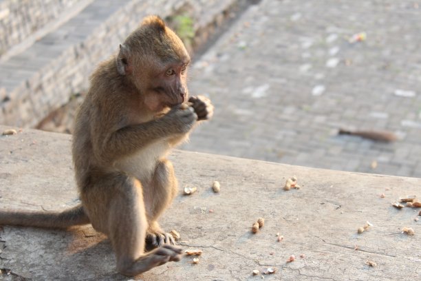 monkey-nut