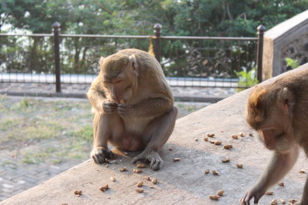 monkey-nut